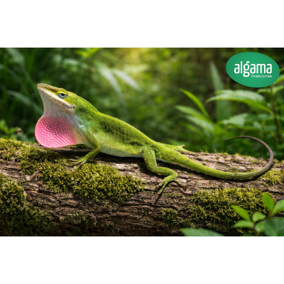 Anolis Carolinensis - Falso Camaleón 